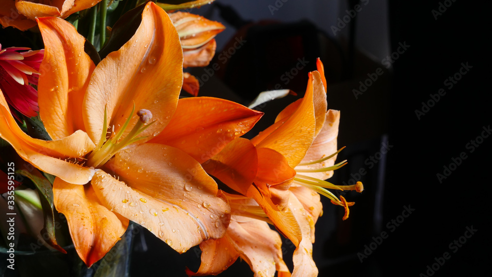 orange Lily with black background close up orange Lily with black background close up