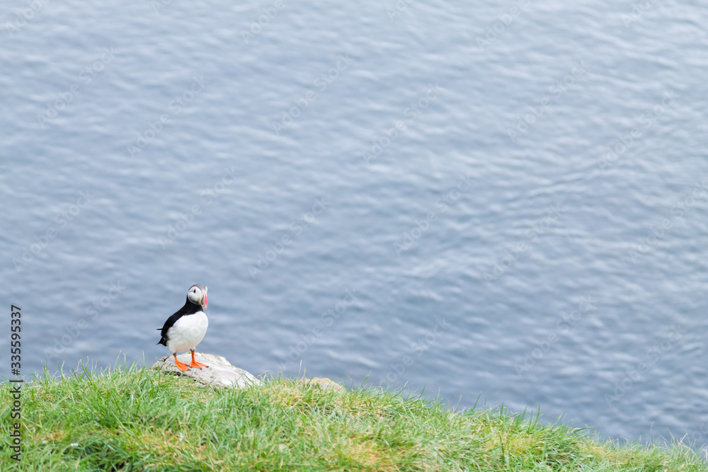 Atlantic puffin from Borgarfjordur fjord, east Iceland Atlantic puffin from Borgarfjordur fjord, east Iceland