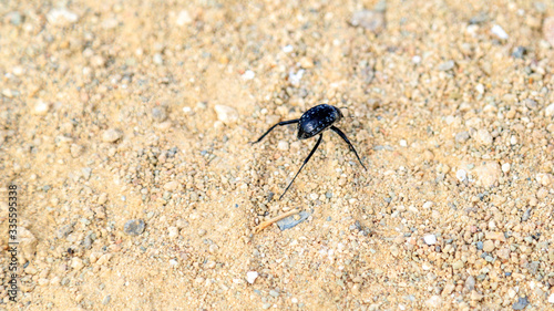 Käfer im Sand