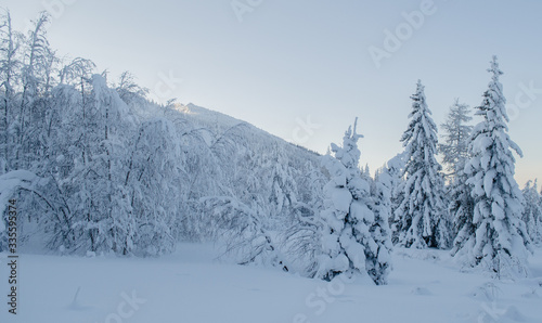 Beautiful winter forest in the moring light with the Ural mountains in the background