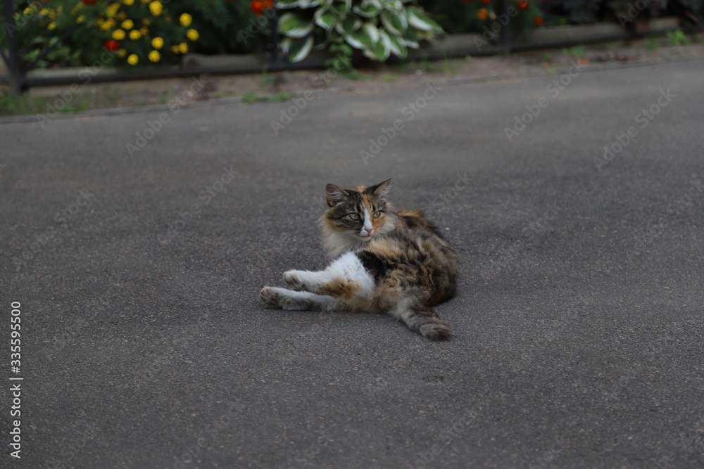 Naklejka premium cat on the road