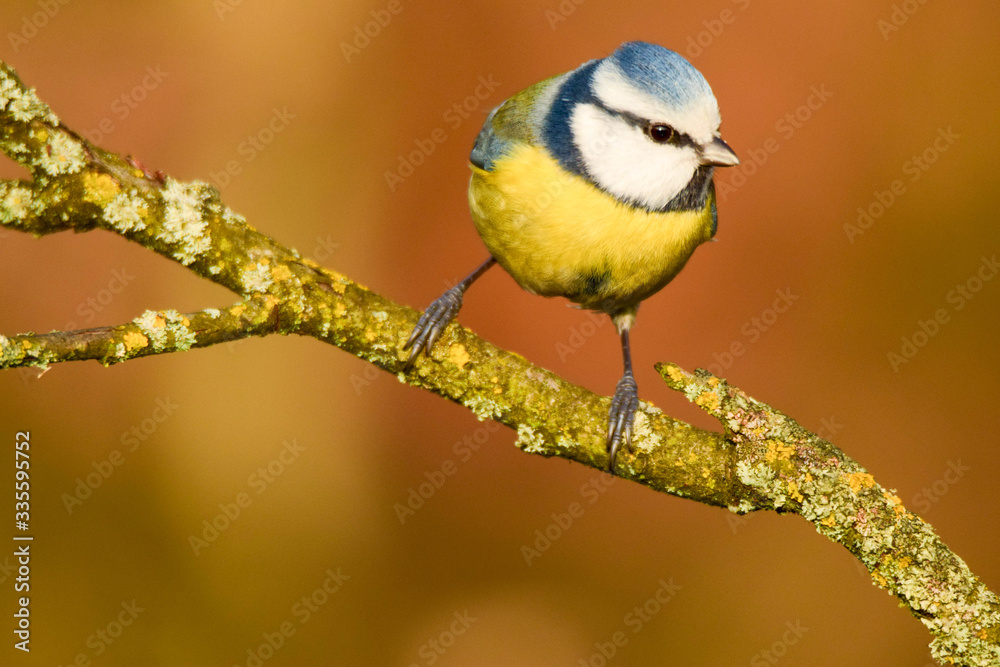 Fototapeta premium Modraszka w wiosennym słońcu.