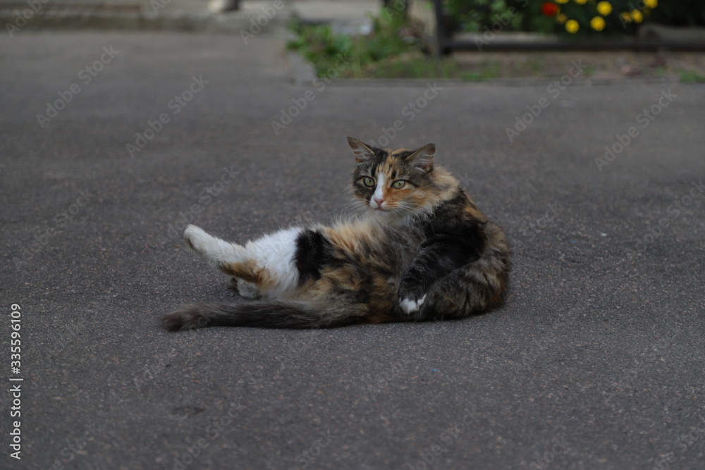 Naklejka premium cat on the ground