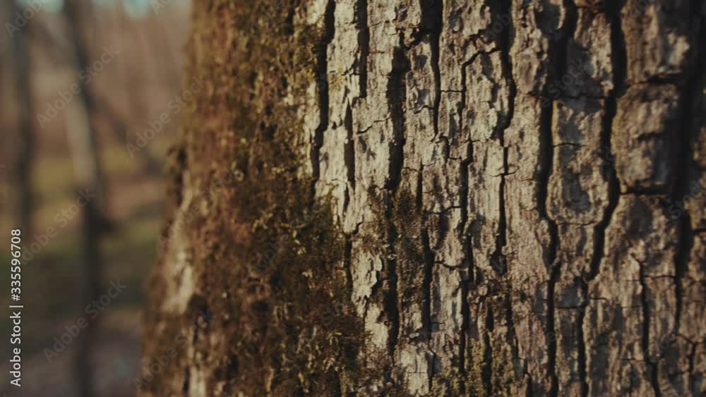 Slow motion bark of brown wood tree in forest environment landscape textured detail park dark branch sunshine grung beautiful light close up