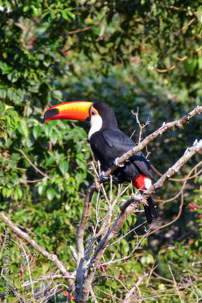 Toucan in Argentine jungle near Iguazu Falls Toucan in Argentine jungle near Iguazu Falls