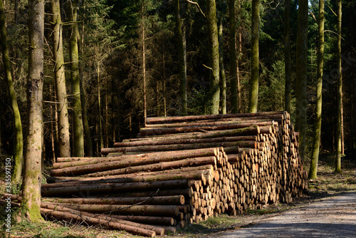 Fototapeta Naklejka Na Ścianę i Meble -  sur une exploitation forestière dans les bois 