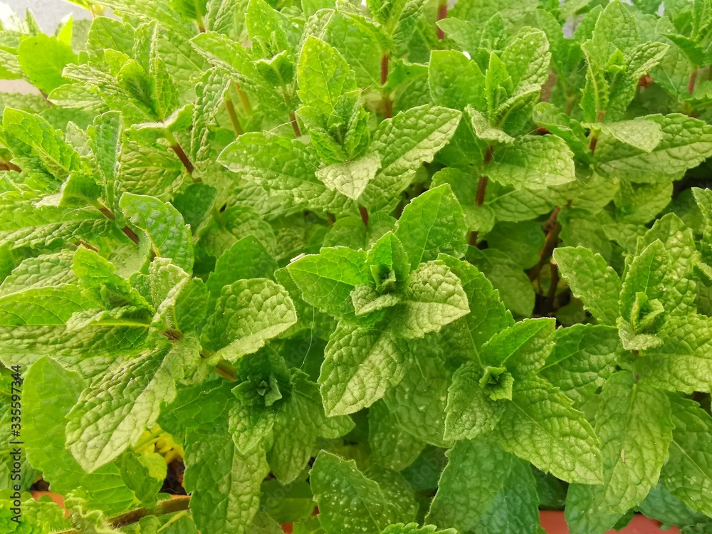 The leaves and flowers of the mint tree in natural green background The leaves and flowers of the mint tree in natural green background