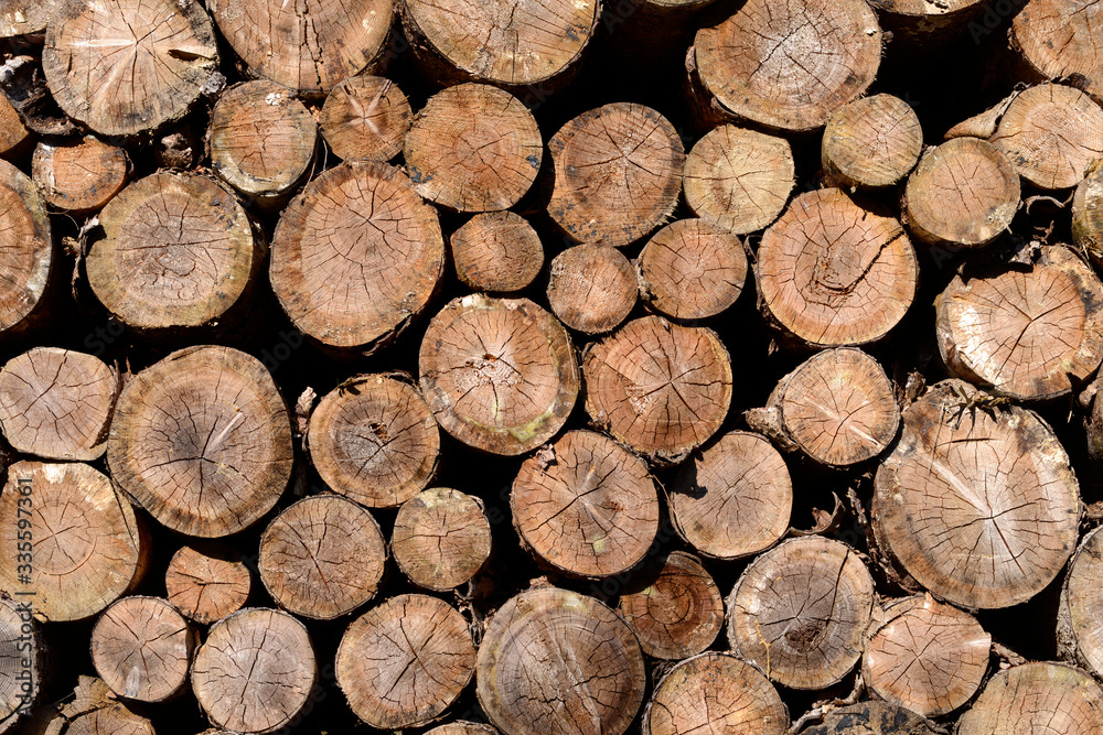 tas de bois sur une exploitation forestière tas de bois sur une exploitation forestière