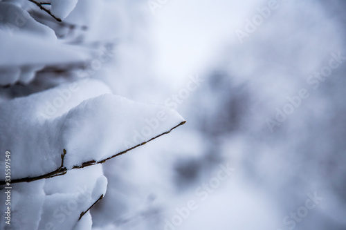 Wallpaper Mural snow covered branches Torontodigital.ca