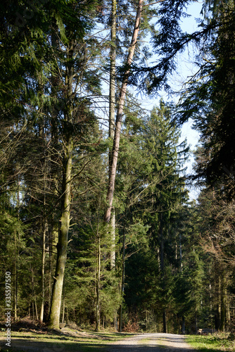 chemin de randonnée dans les bois au soleil 