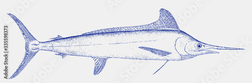 Threatened white marlin, kajikia albida, a billfish from the tropical oceans in side view