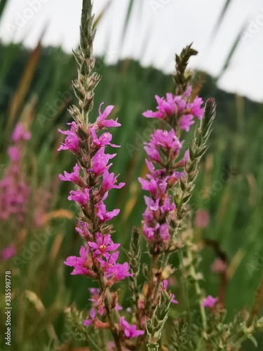 pink flowers in a field