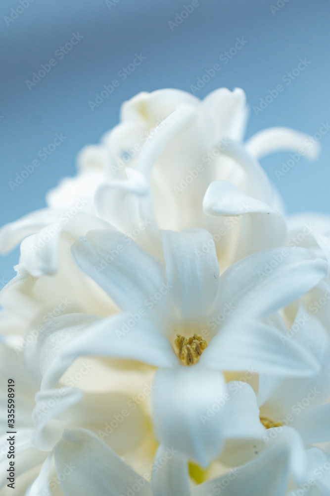 Hyacinth close-up.Concept of a greeting card for a holiday