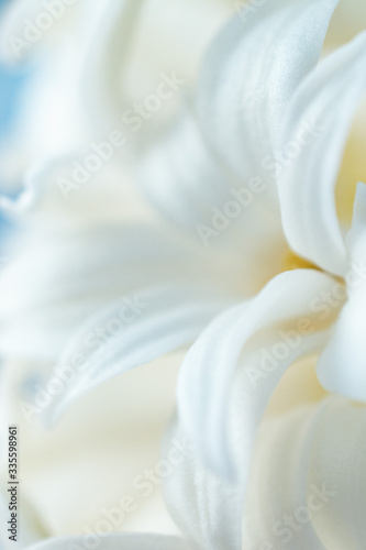Fototapeta Naklejka Na Ścianę i Meble -  Hyacinth close-up.Concept of a greeting card for a holiday