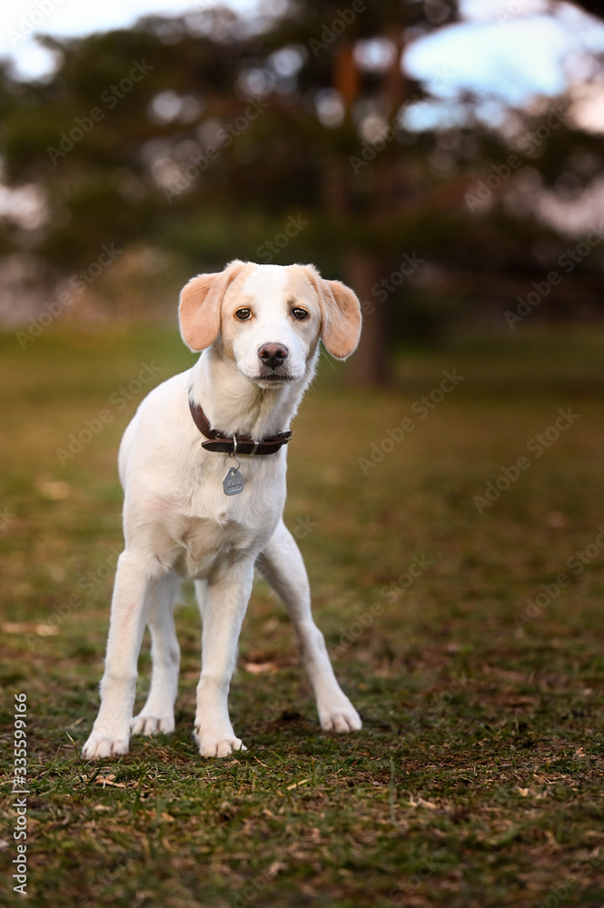 Cute puppy white dog walking on park, relax pet, collie mix, dog looking, animal funny
