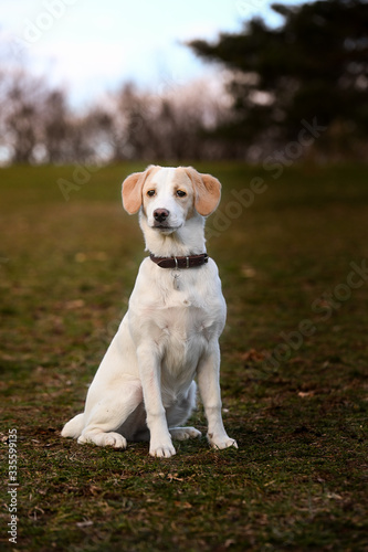 Fototapeta Naklejka Na Ścianę i Meble -  Cute puppy white dog walking on park, relax pet, collie mix, dog looking, animal funny