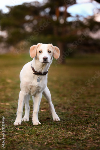 Cute puppy white dog walking on park, relax pet, collie mix, dog looking, animal funny