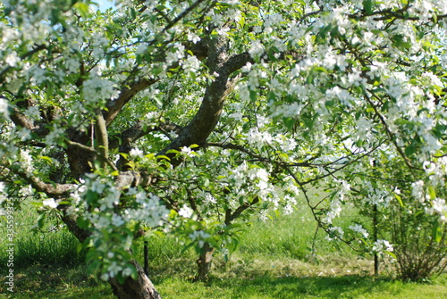 jabłoń kwitnie lato wiosna białe kwiaty