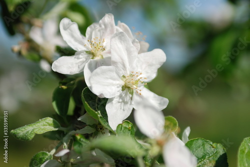 piękny duży kwiat jabłoni kwitnący