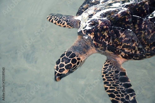 Beautiful big turtle swim in ocean near camera, video filming of animals underwater, volunteers watching  underwater world.  turtle attacked camera. saving animals in Sea Turtles Conservation Research photo