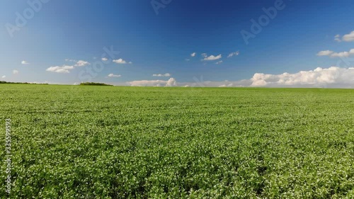 Flyover above a field of young peas, blue sky on background. Agriculture theme. Drone 4k, zoom in