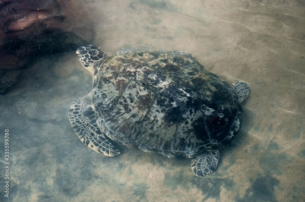 Obraz premium Beautiful big turtle swim in ocean near camera, video filming of animals underwater, volunteers watching underwater world. turtle attacked camera. saving animals in Sea Turtles Conservation Research