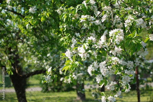 kwitnące drzewo jabłoni białe kwiaty