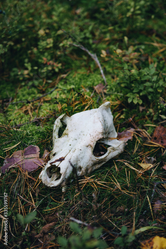 Fototapeta Naklejka Na Ścianę i Meble -  Skull of an animal in the forest