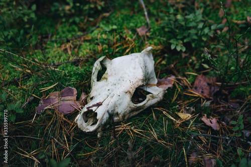 Skull of an animal in the forest