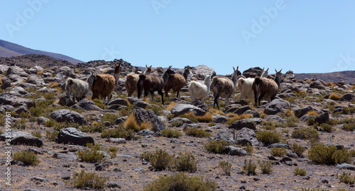Photo of many guanaco animals