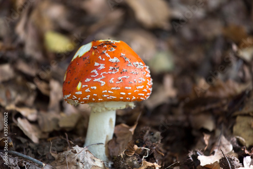 A photo of amanita mushroom in the wood