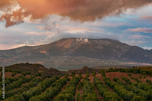 Olive fields with sunset sky