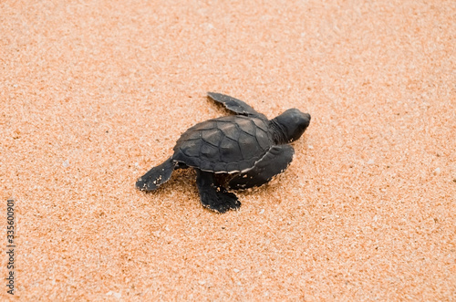 Two little turtles crawl along the sand on the ocean to the water. saving and stick animals in the Sea Turtles Conservation Research Project Center in Bentota, Sri Lanka..