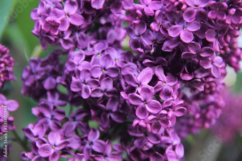 purple lilac flowers