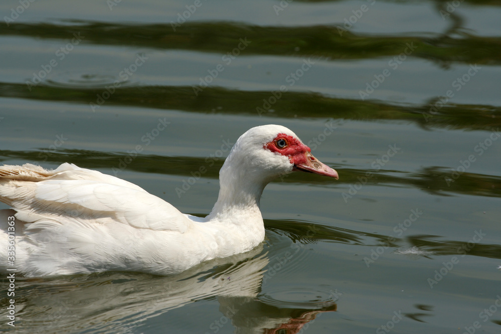 White duck swimming in green lake White duck swimming in green lake