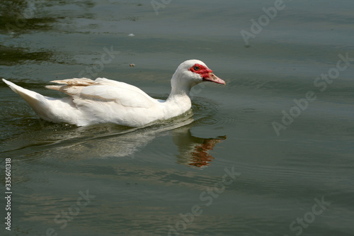 White duck swimming in green lake
