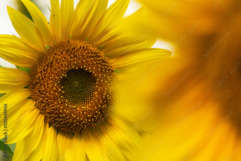 Yellow sunflower close-up, blurred background. Harvest concept. Yellow sunflower close-up, blurred background. Harvest concept.