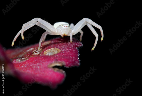 Macro picture of a stunning crab spider (Thomisidae) standing on a colorful flower isolated with a black background. Scary white european spider in the garden.  photo