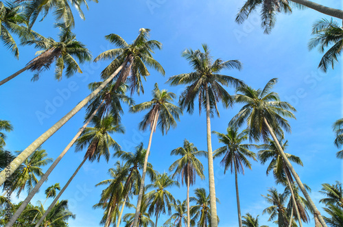 Low angle coconut trees.