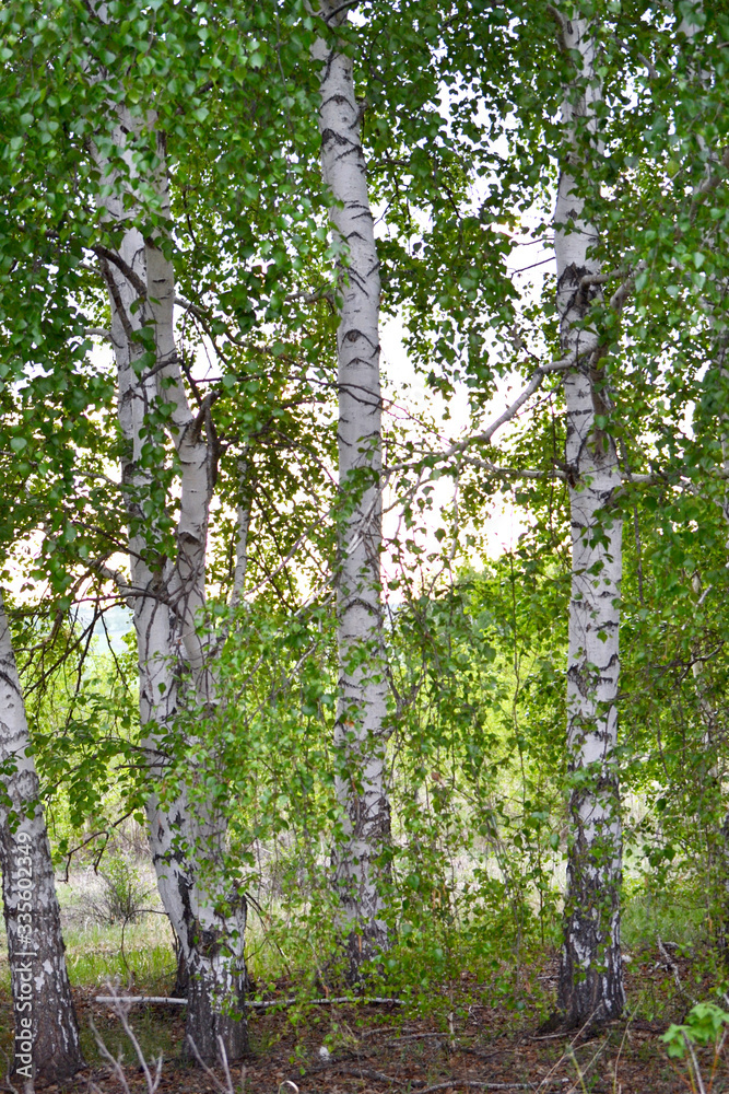 Fototapeta premium The first spring greens in a birch grove.
