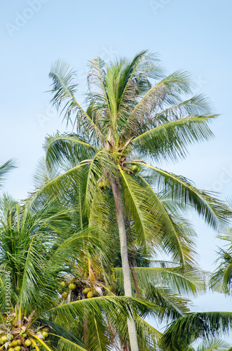 Coconut tree under bright blue day