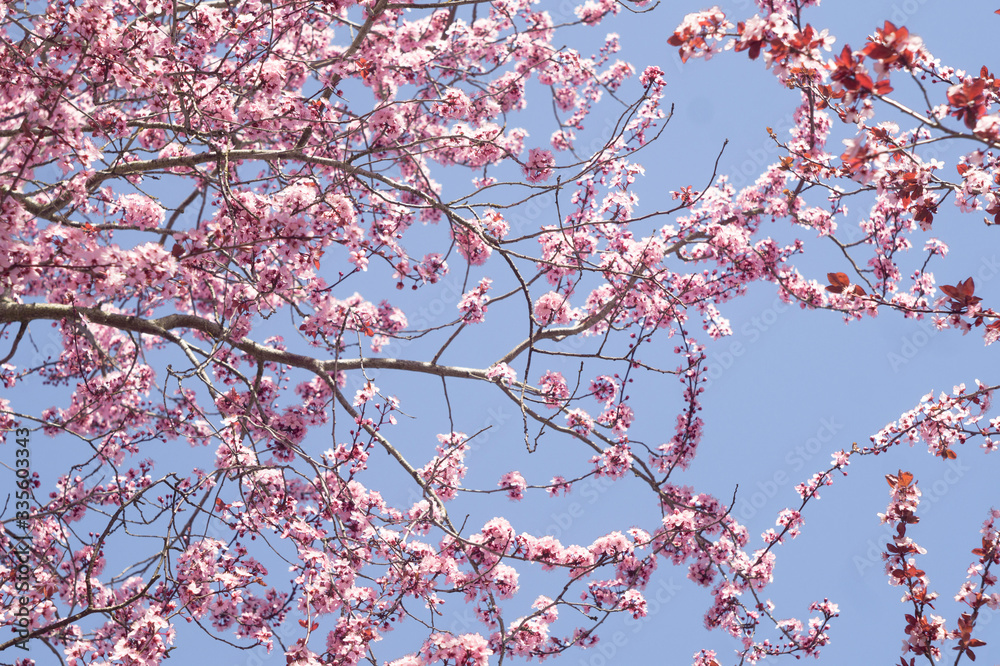 Cherry Blossom in Spring