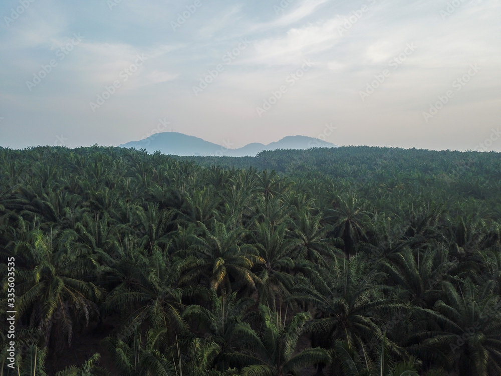 Oil palm plantation. Aerial view.