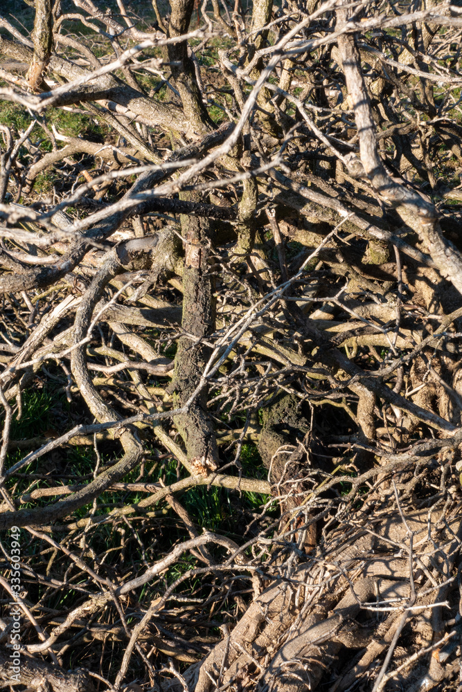 DICHTES ASTWERK . EFEU . IVY . Hedera helix DICHTES ASTWERK . EFEU . IVY . Hedera helix
