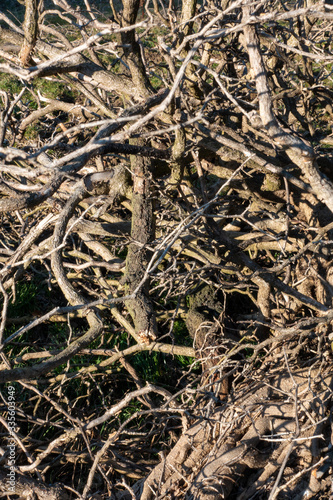 DICHTES ASTWERK . EFEU .  IVY . Hedera helix