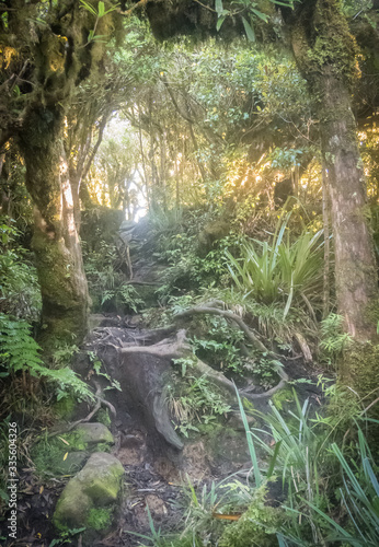 Footpath in dense jungle. Pirongia Forest Park  New Zealand