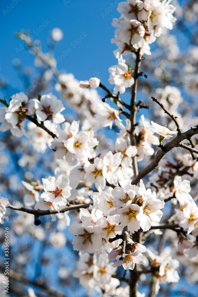 Spring trees with blossom flowers. Beautiful background. Blooming tree at sunny spring day. Spring flowers. Abstract blurred background. Springtime Spring trees with blossom flowers. Beautiful background. Blooming tree at sunny spring day. Spring flowers. Abstract blurred background. Springtime