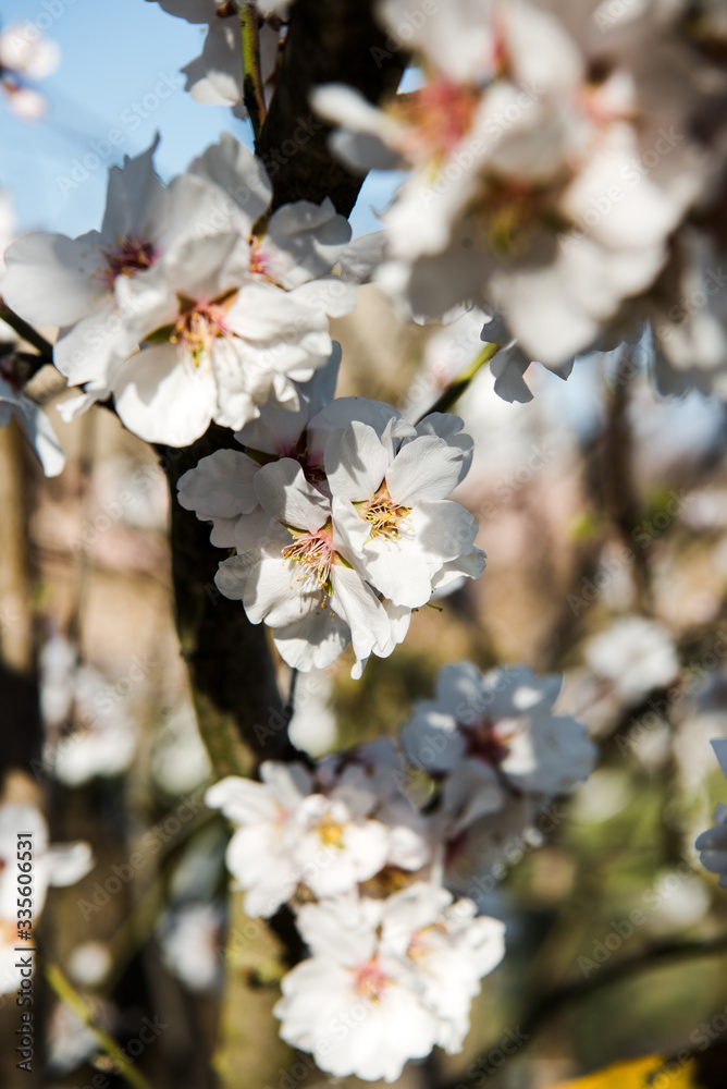 Spring trees with blossom flowers. Beautiful background. Blooming tree at sunny spring day. Spring flowers. Abstract blurred background. Springtime Spring trees with blossom flowers. Beautiful background. Blooming tree at sunny spring day. Spring flowers. Abstract blurred background. Springtime