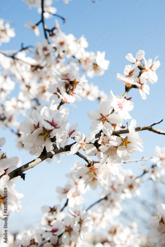 Spring trees with blossom flowers. Beautiful background. Blooming tree at sunny spring day. Spring flowers. Abstract blurred background. Springtime Spring trees with blossom flowers. Beautiful background. Blooming tree at sunny spring day. Spring flowers. Abstract blurred background. Springtime