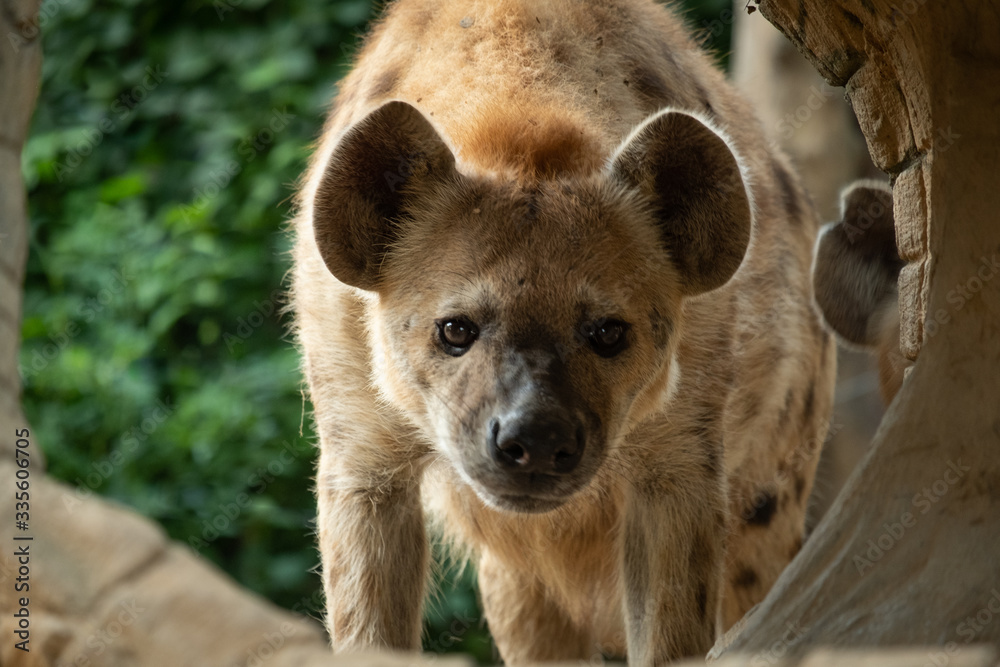 Hyena Hyena